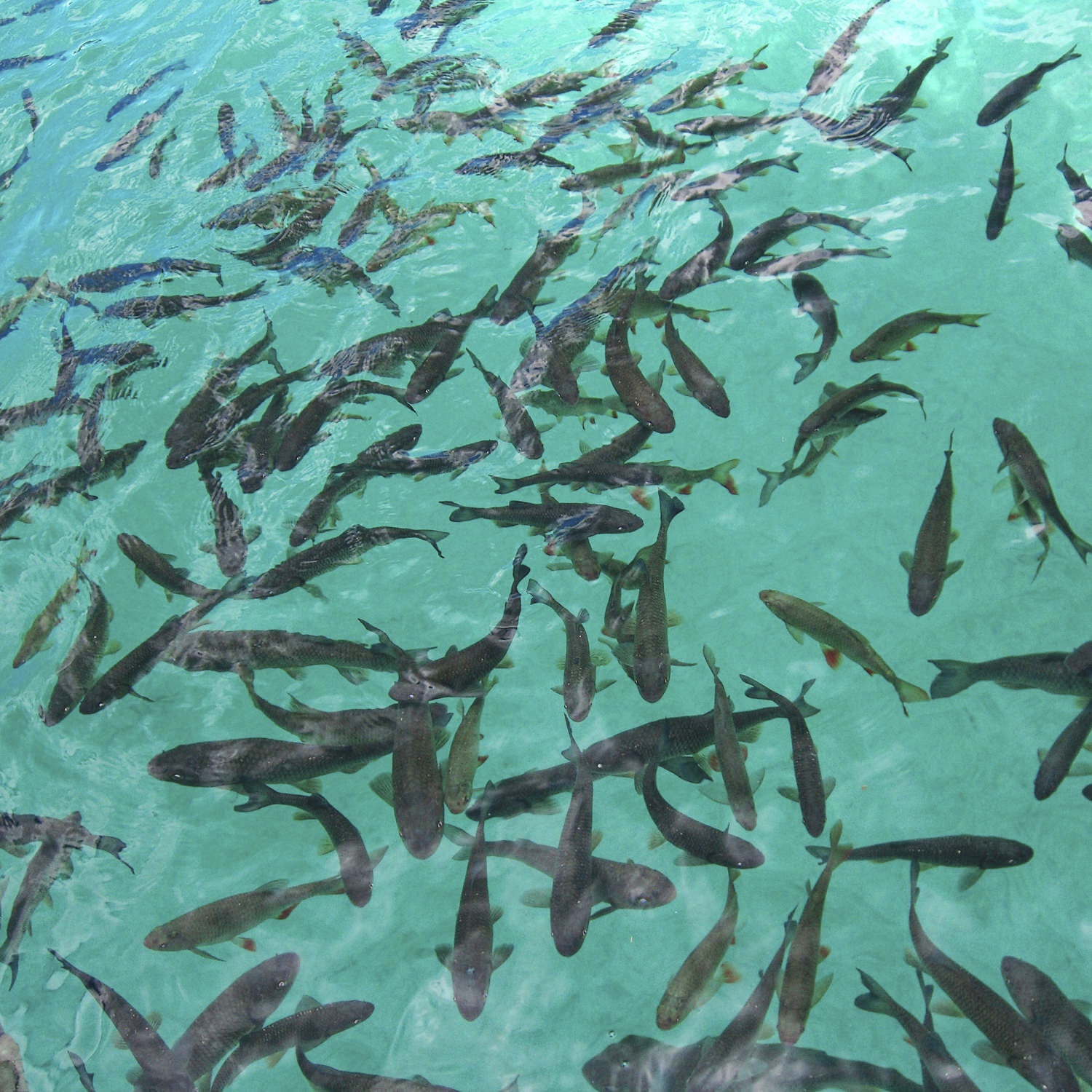 Fish